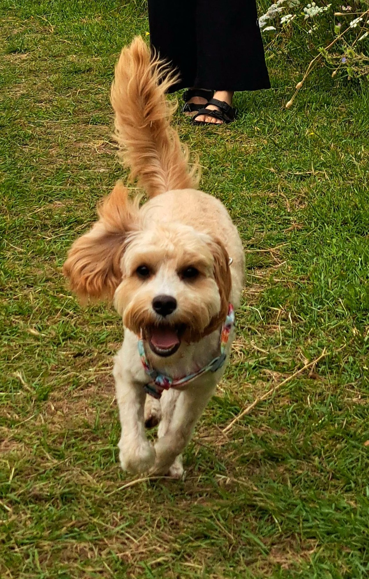 Puppy fur gone for summer