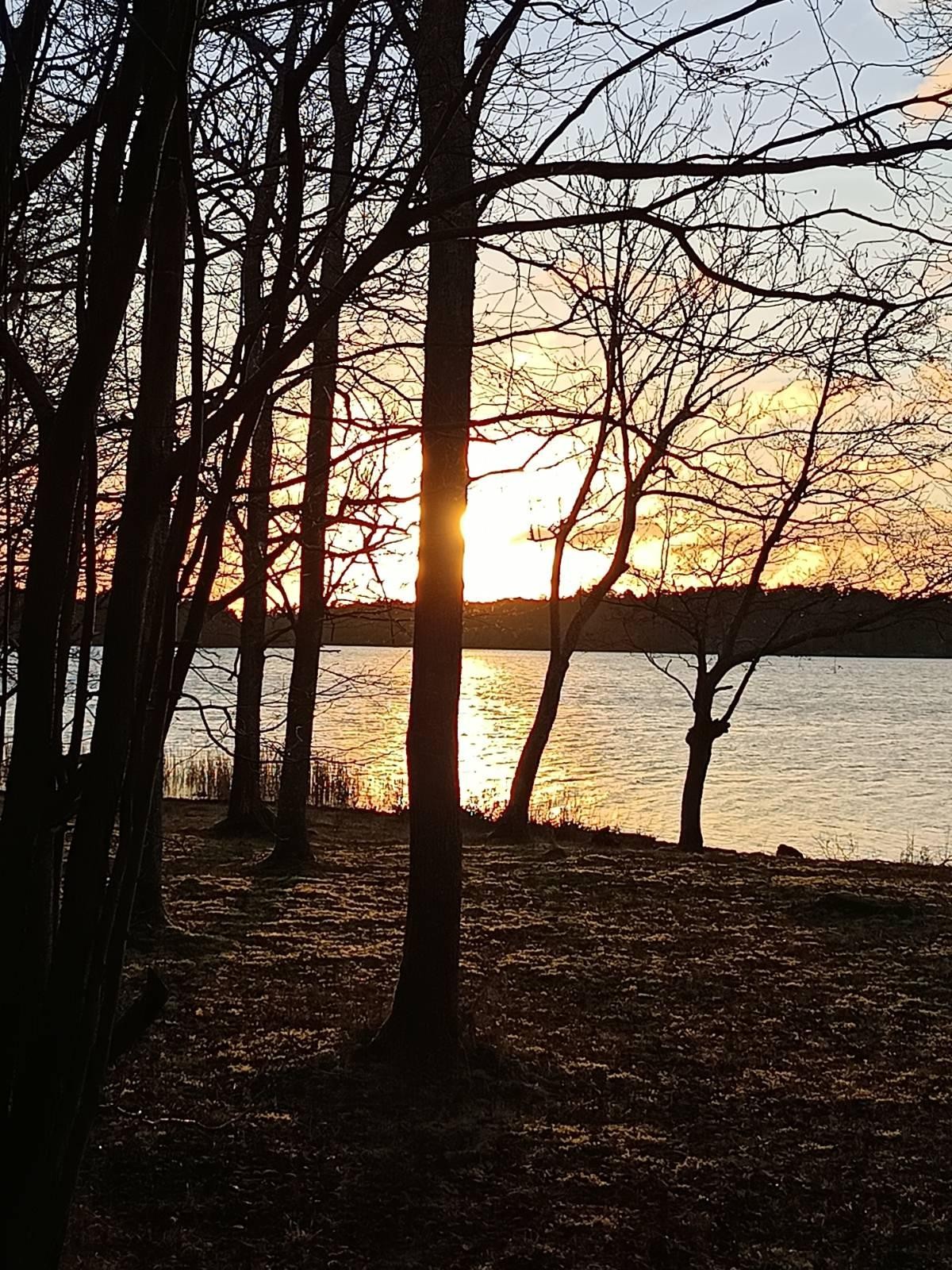 Photo of the setting sun shining over water and through some bare trees.