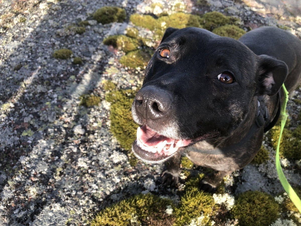 Close up photo of Zelda the dog looking a little to pleased with herself.