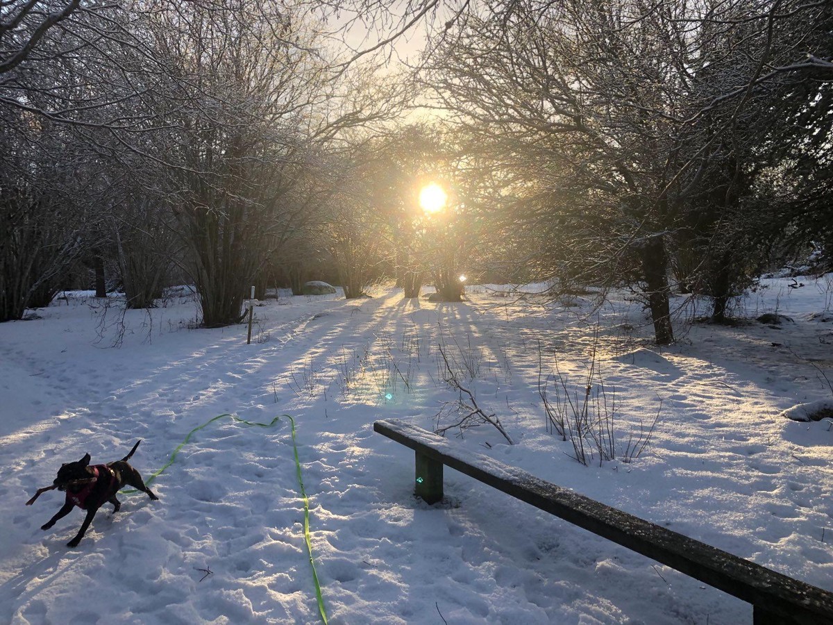 Photo of sun shining through bare shrubby trees covered in snow lighting up parts of the snowy ground. With a happy black dog carrying a stick running out of frame in the bottom left.