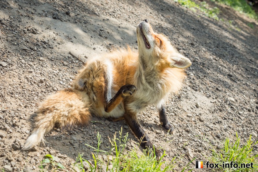 Fox having a good scratch