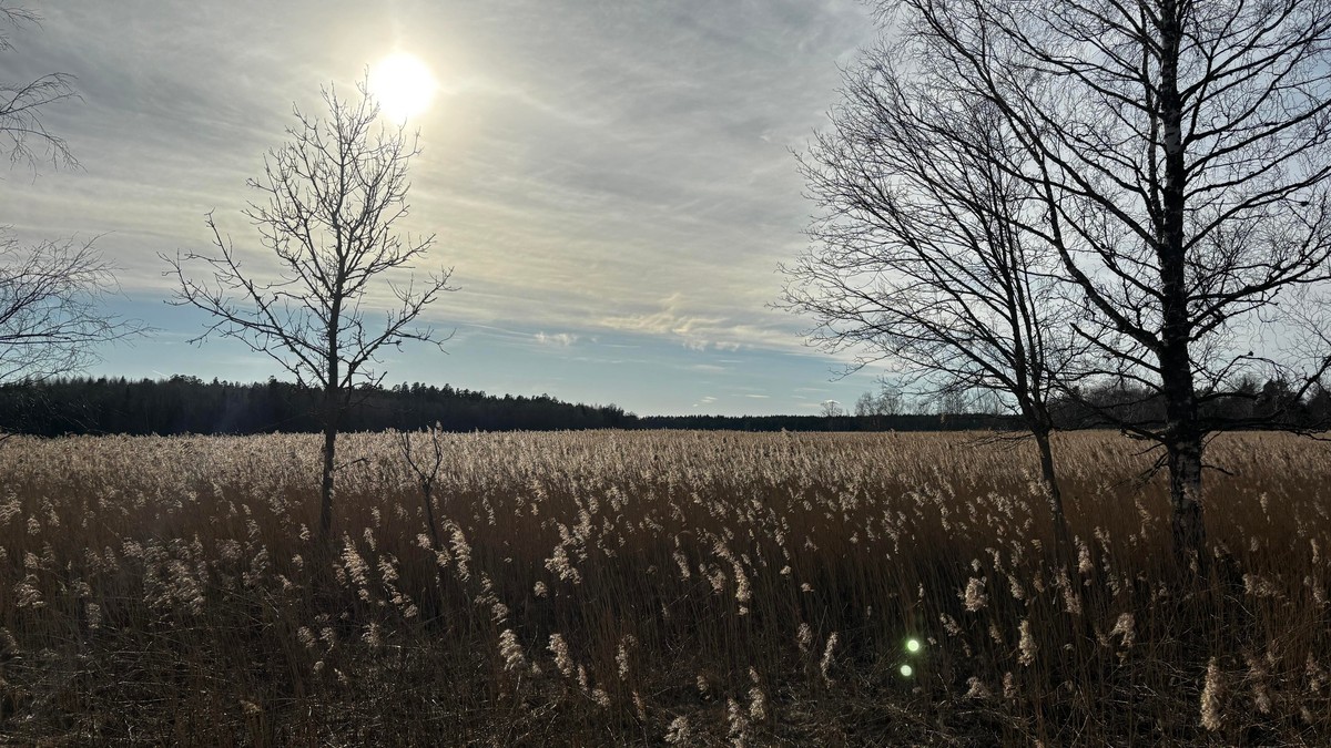Photo of a sea of reeds in which the sun is reflecting making the tops almost white.
