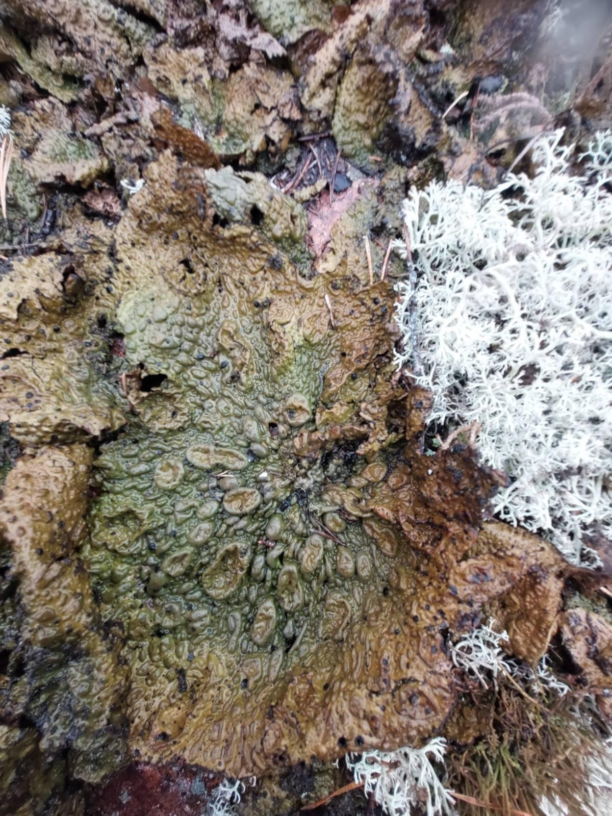 Picture of a moss or funghi that looks a bit like a fresh puddle of vomit.