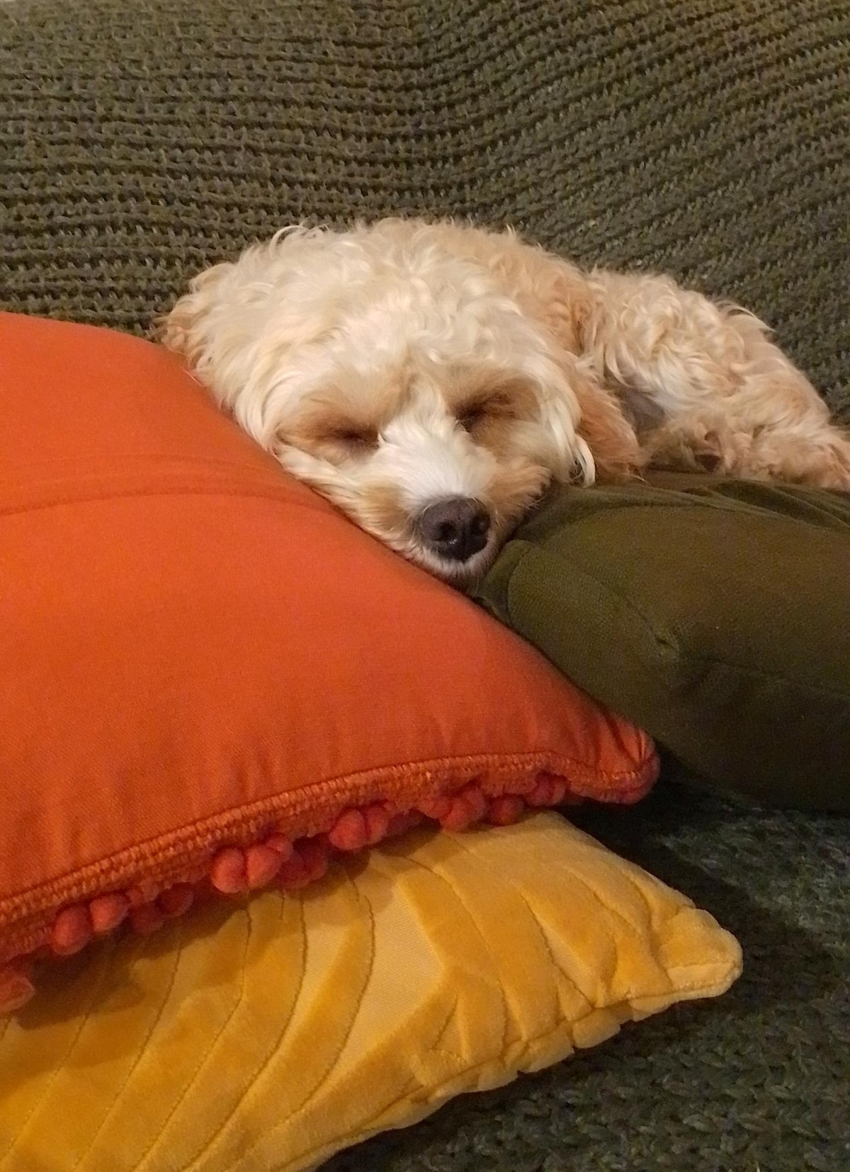 A cute dog on a green couch with a pile of pillows