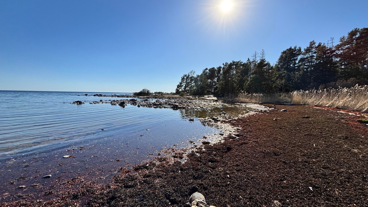 Photo of a beach, blue skies, open water and trees in the distance. But the beach is covered in rotting seaweed brought in from the sea and lets just say you should be gald you can't smell a photo...