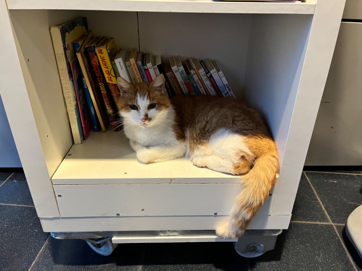 The Librarian is in.