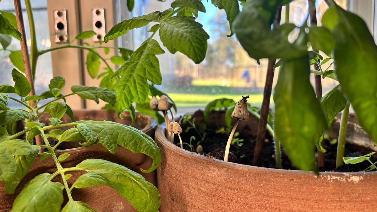 Phtoo showing a couple of mushrooms coming up in a pot where a tomato is planted.