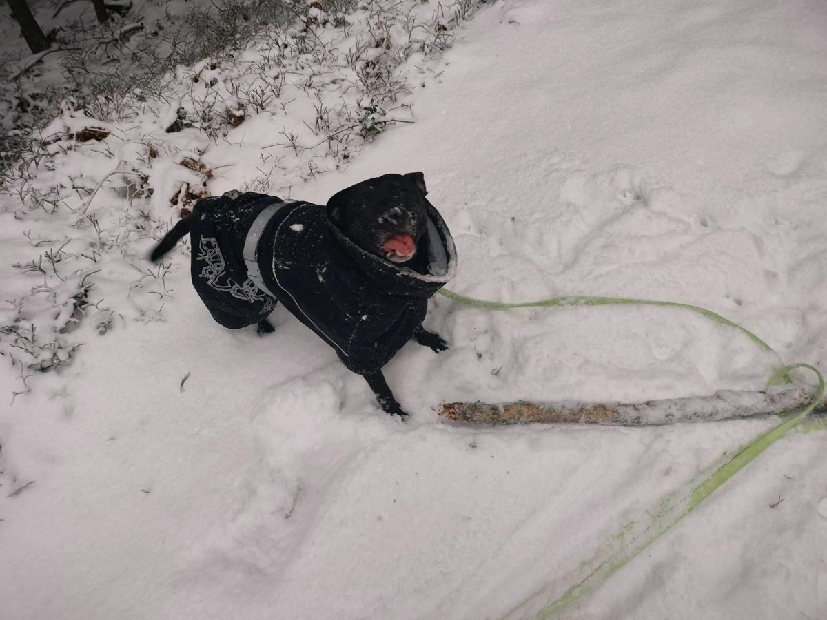 Photo of Zelda the rescue dog in the snow looking happy with a big stick in front of her.