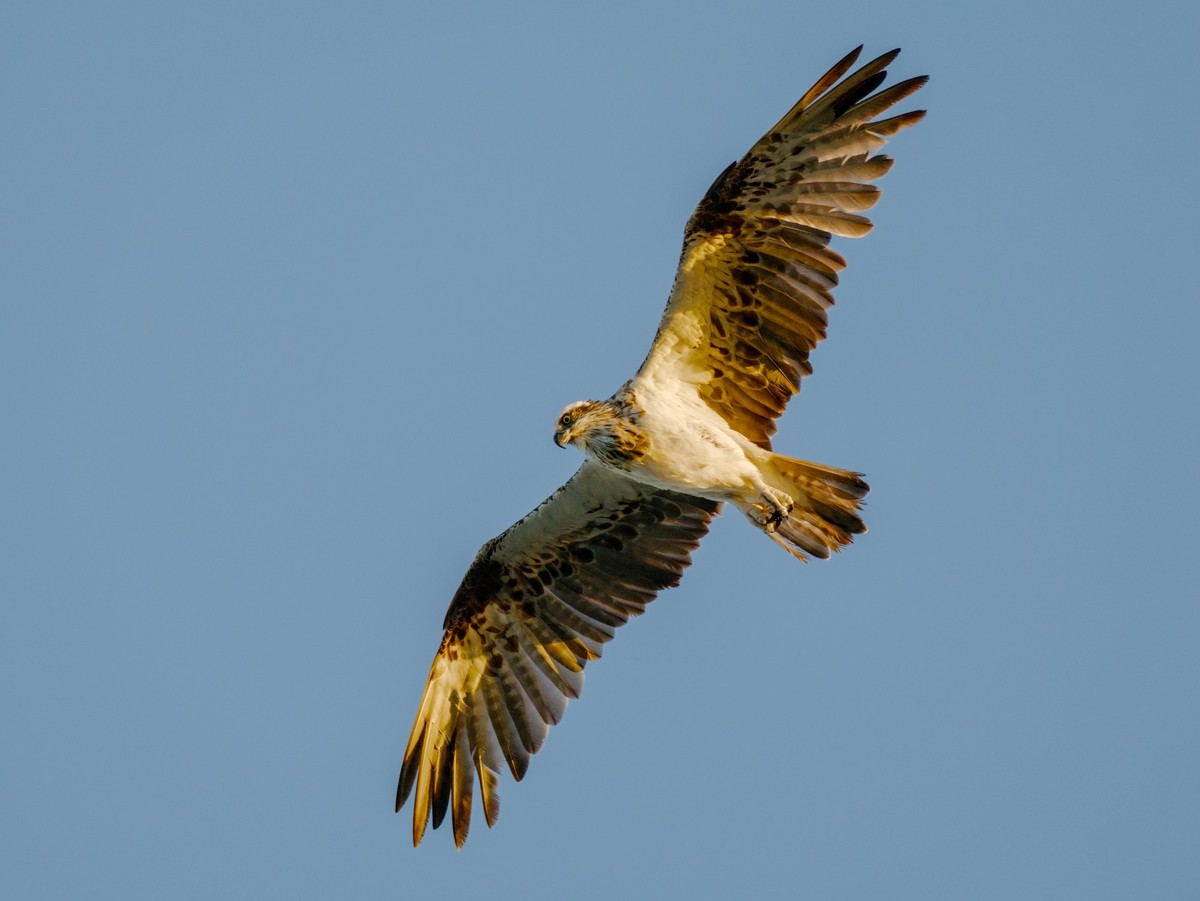 An Osprey soaring in a cloudless blue sky, wings outstretched, almost directly above the photographer.  The bird is let with a golden hue from the out of frame setting sun