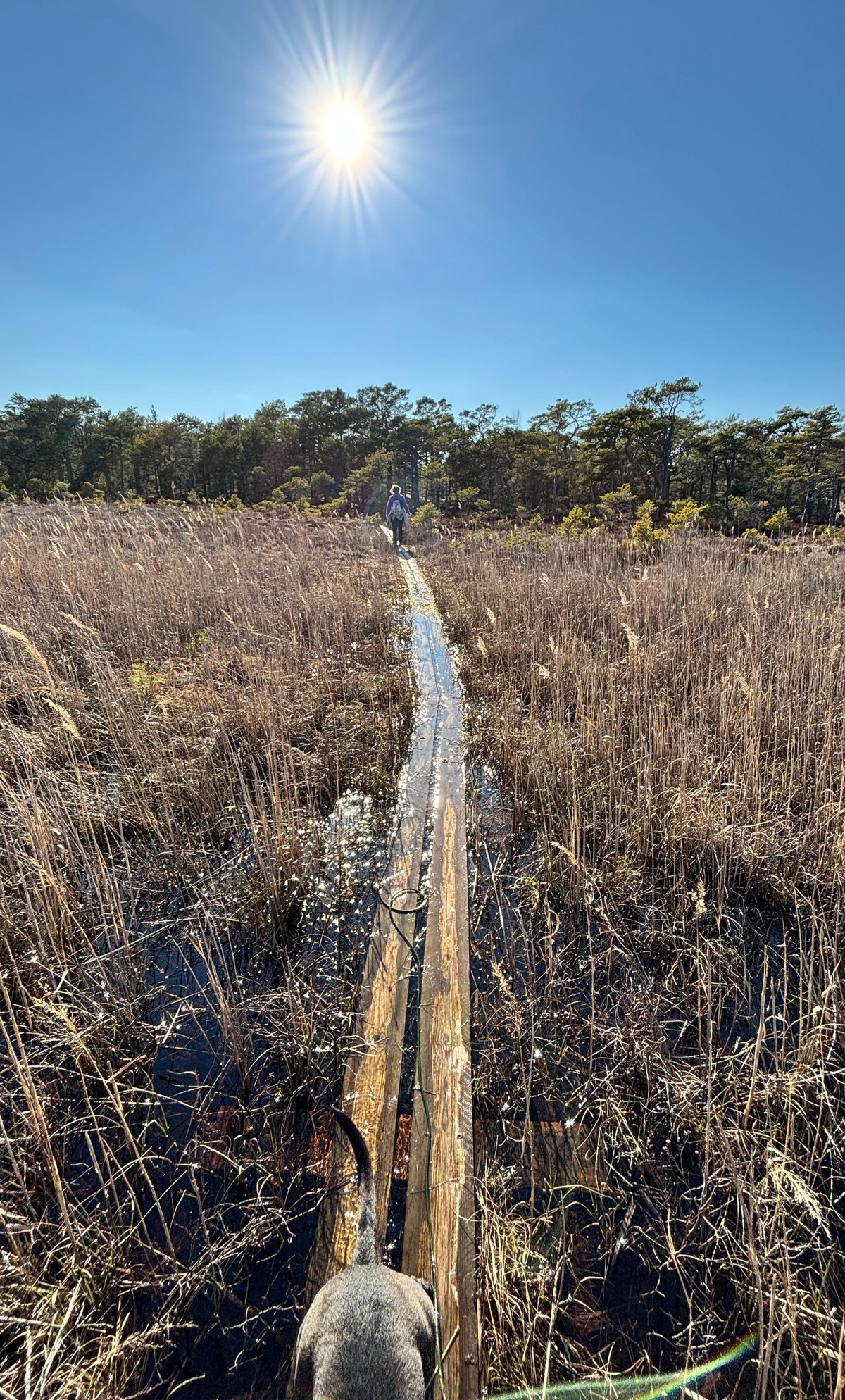 Photo of a pair of planks going through a reedy swamp, with the forest lin in the distance and blue sky and sun above.
