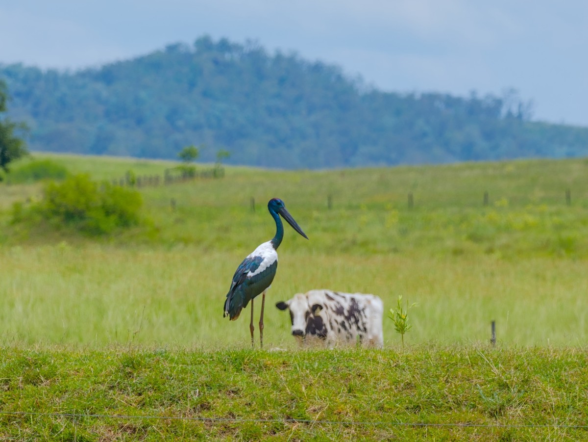 A large black and white stork standing in a field of grass, with a cow visible behind it, looking on