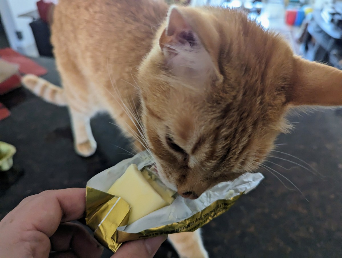 Sous Chef Kitty Flavoring The Butter 🧈