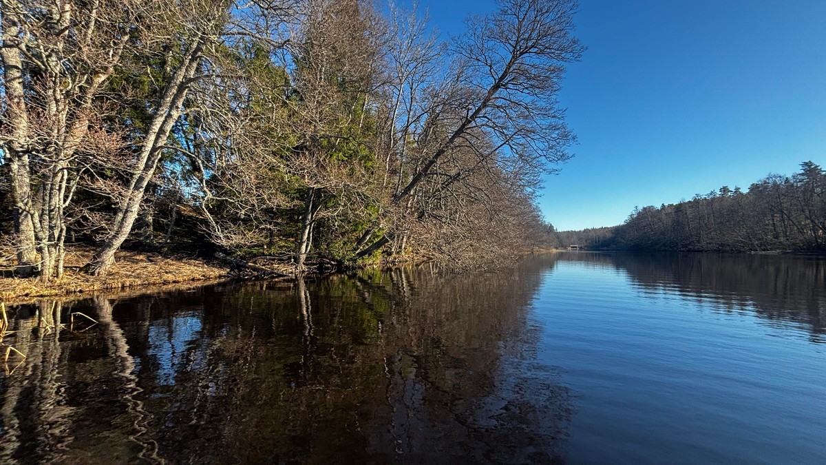 A photo of a calm bay from a paddleboard with trees hanging out over the water from the left side.