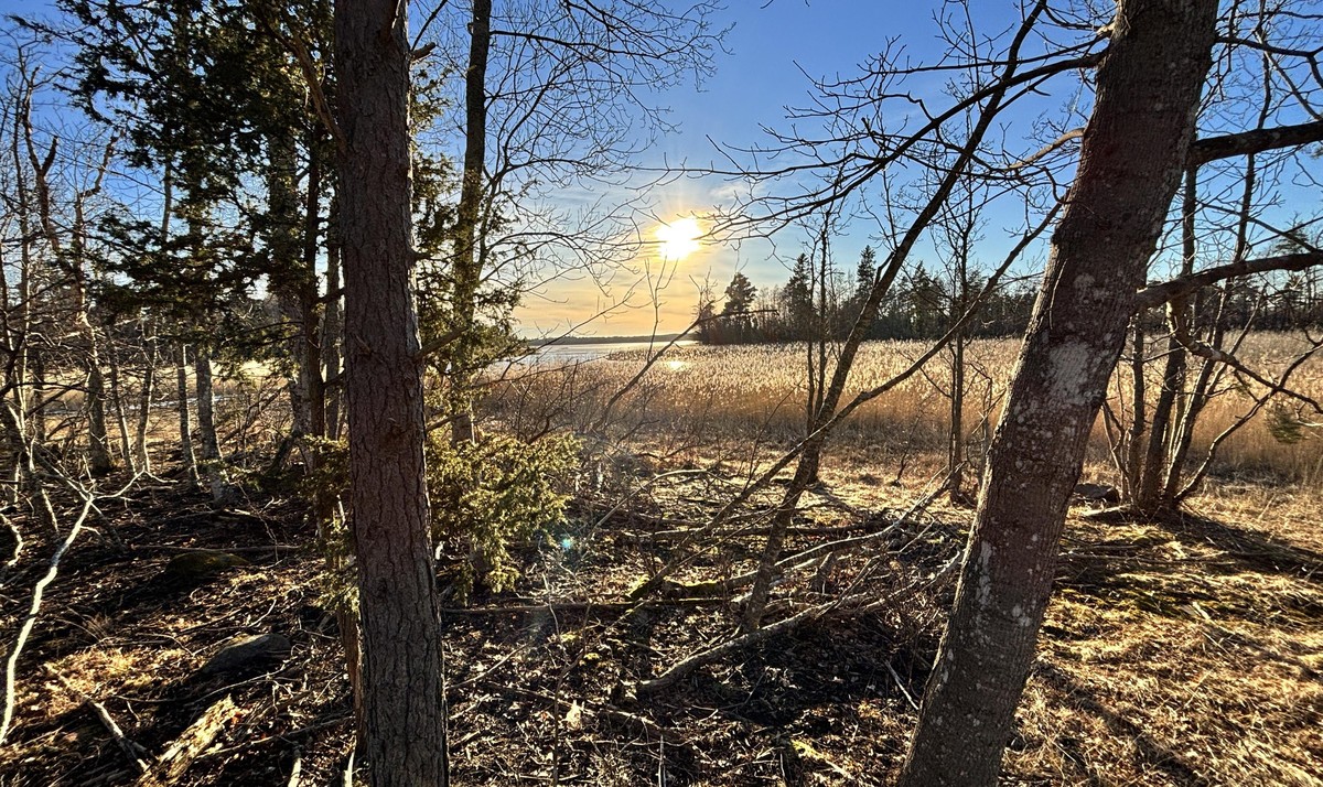 The sun shining through some clouds in a mostly blue sky over an inlet to a bay filled wit reeds and som sparse forest cover.