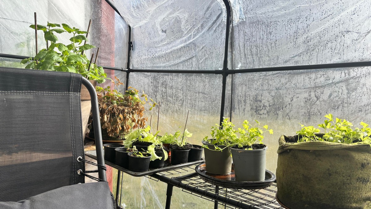Photo from inside a greenhouse showin some seedlings on a shelf.