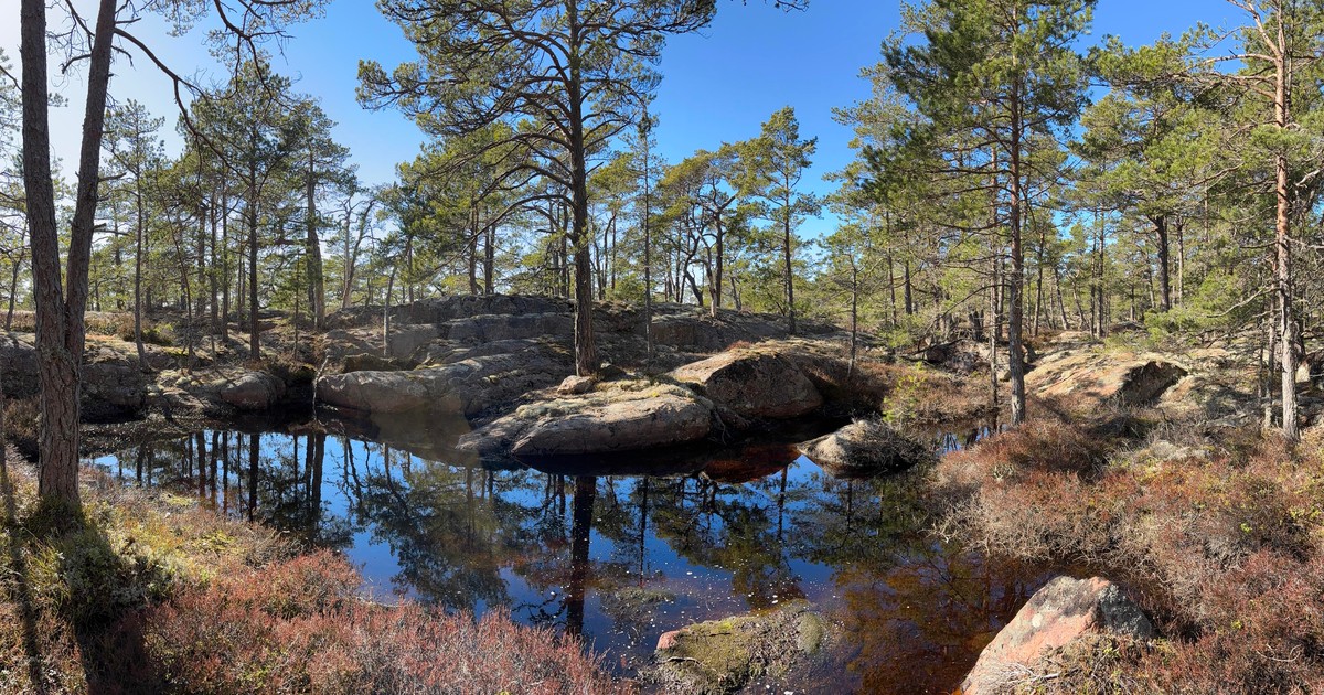 A little pond in a sparse mountain forest surronded by cliffs and with some trees and sky reflecting in the water.