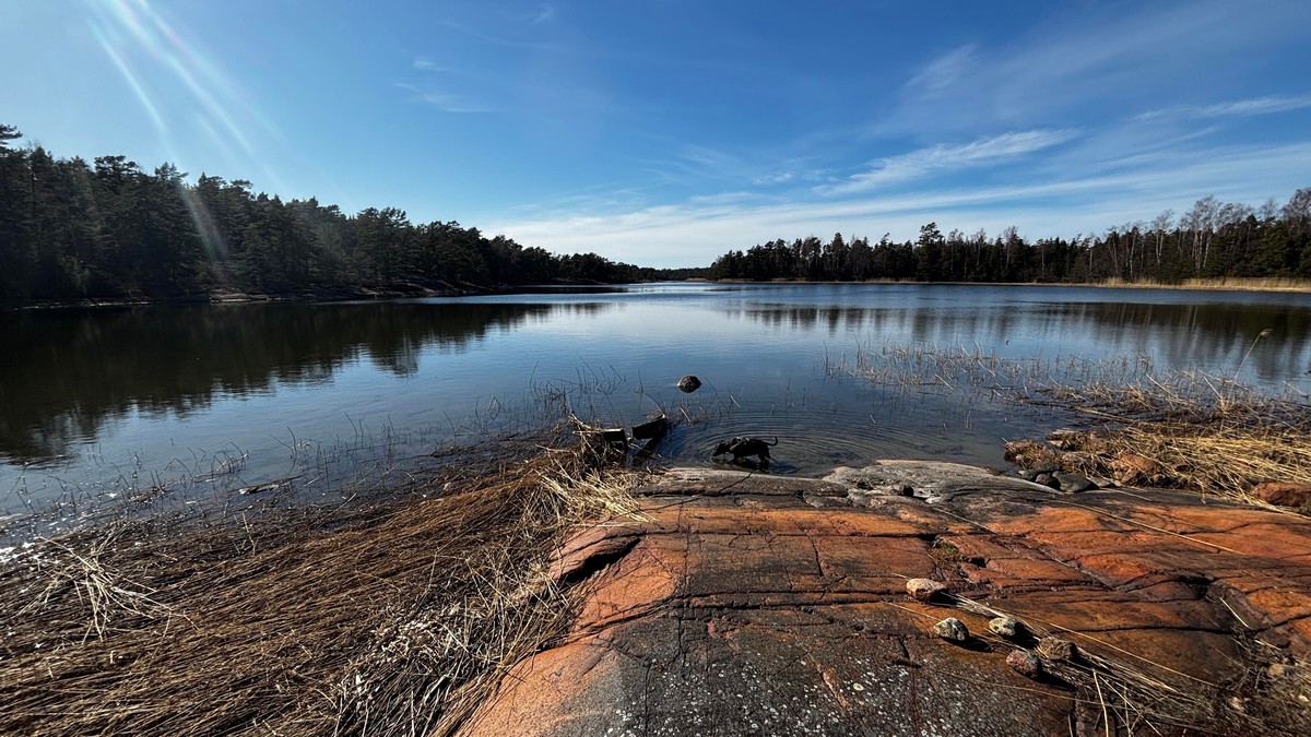 Photo of a calm bay for a red granite cliff with forest on both sides and most blue skies. A mostly submerged wooden little boat lies right at the shore, with Zelda besides it drinking sea water...
