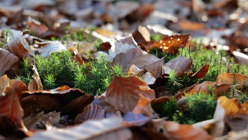 Photograph of the moss "Polytrichum spec." that's protruding from a scattered layer of leaves. Shot laterally right above the ground.