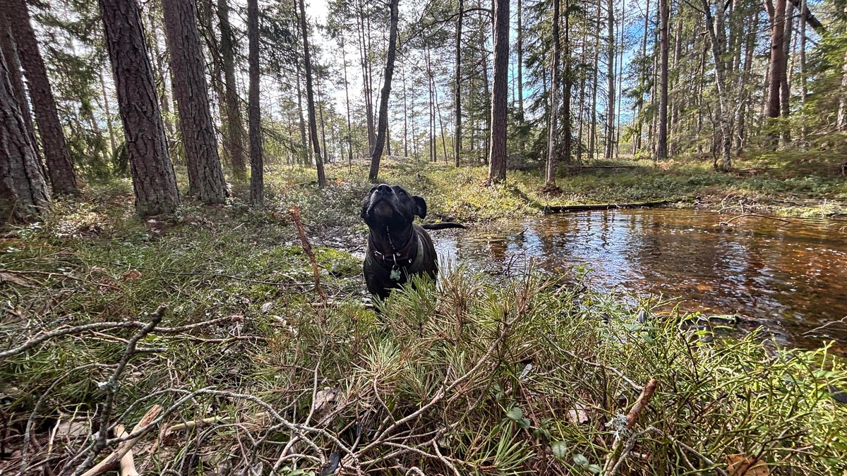 Photo of Zelda the dog in a forest by a litte pond looking like she may just have caught a whiff of something interesting.
