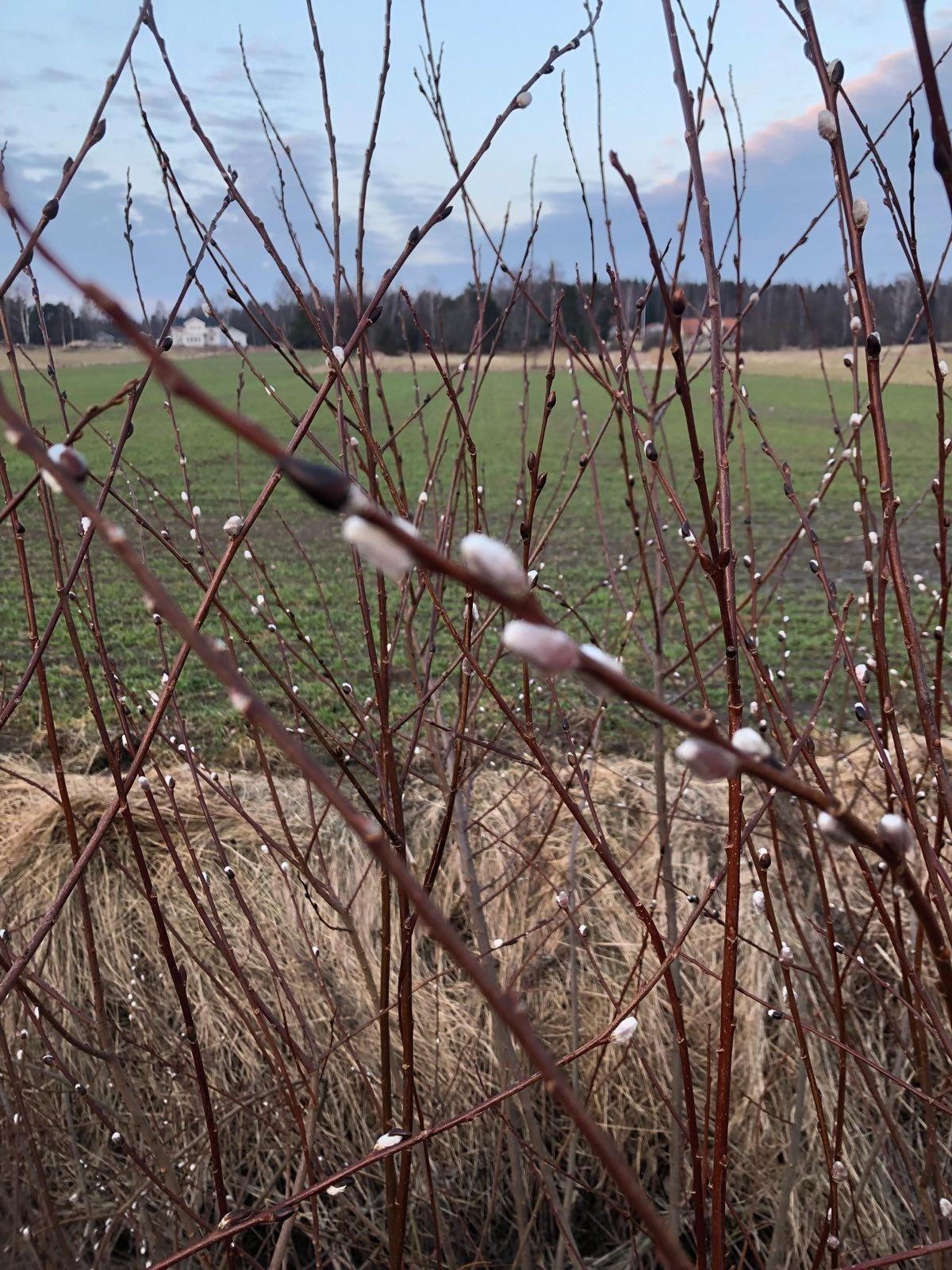 Photo through a bunch of bare branches full of pussy willows with a field, a forestline, and a cloudy sky in the background.