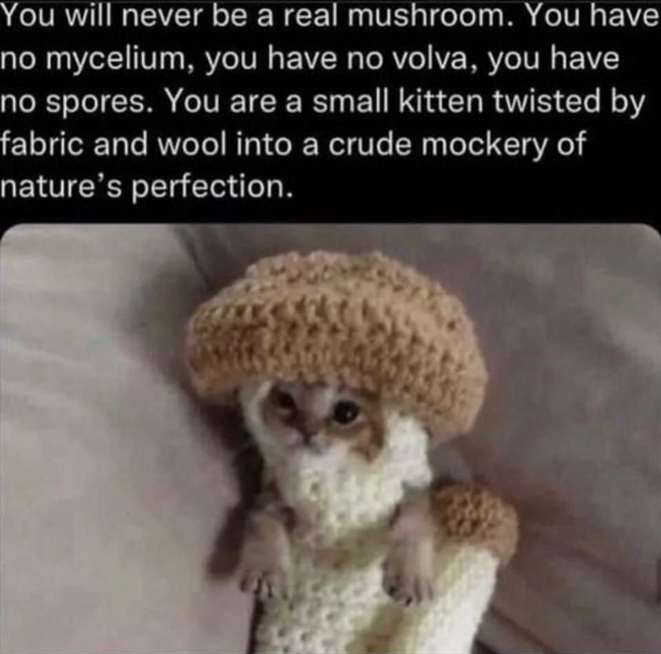 image of a kitten in a knit mushroom. "you will never be a real mushroom. You have no mycelium, you have no volva, you have no spores. You are a small kitten twisted by fabric and wool into a crude mockery of nature's perfection"