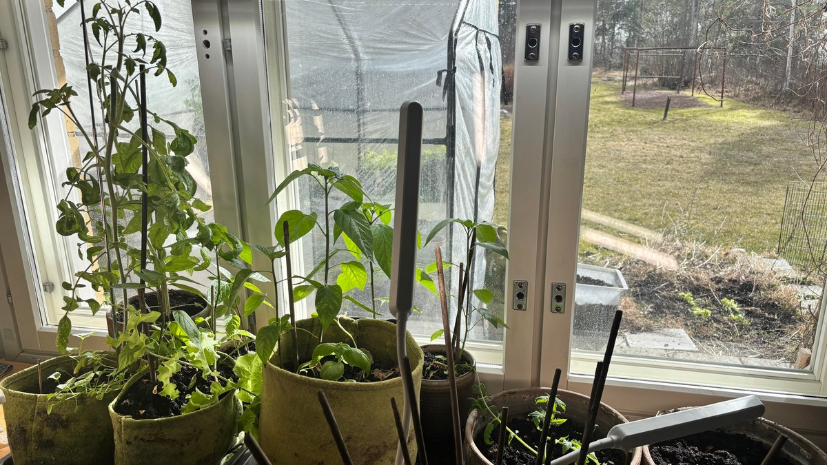 Photo showing my grow bench and through the windows a little balcony greenhouse and a few plants planted in the ground.