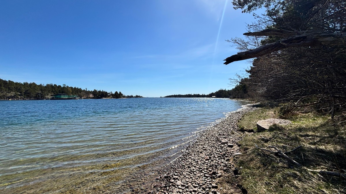 Photo of a sunny shoreline with clear water and sandy bottom, a meter of rocks aling the shore, and then grass and forest.