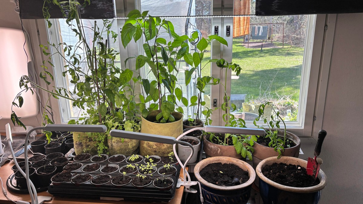 Photo of my overflowing indoor growbench.