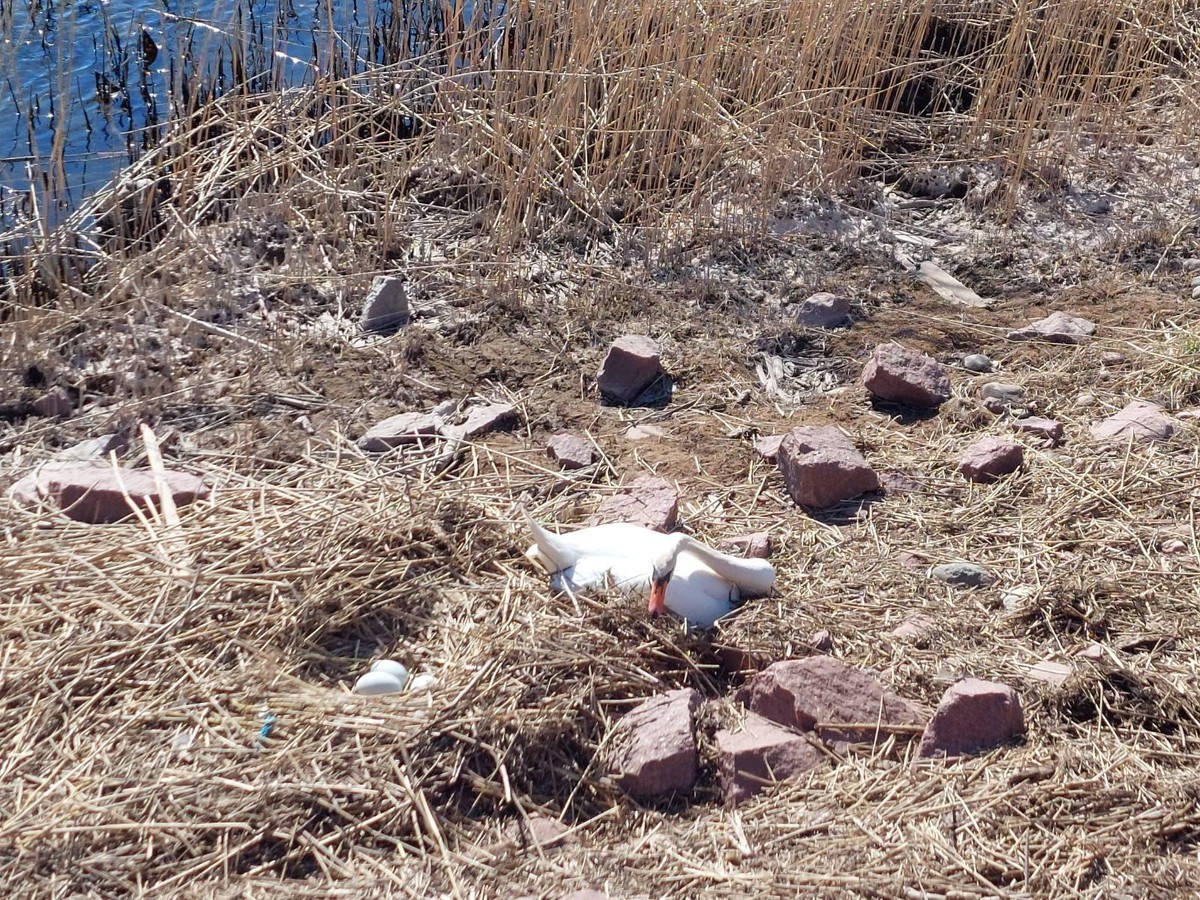 Photo of a swan laying besides a nest with three eggs in it.