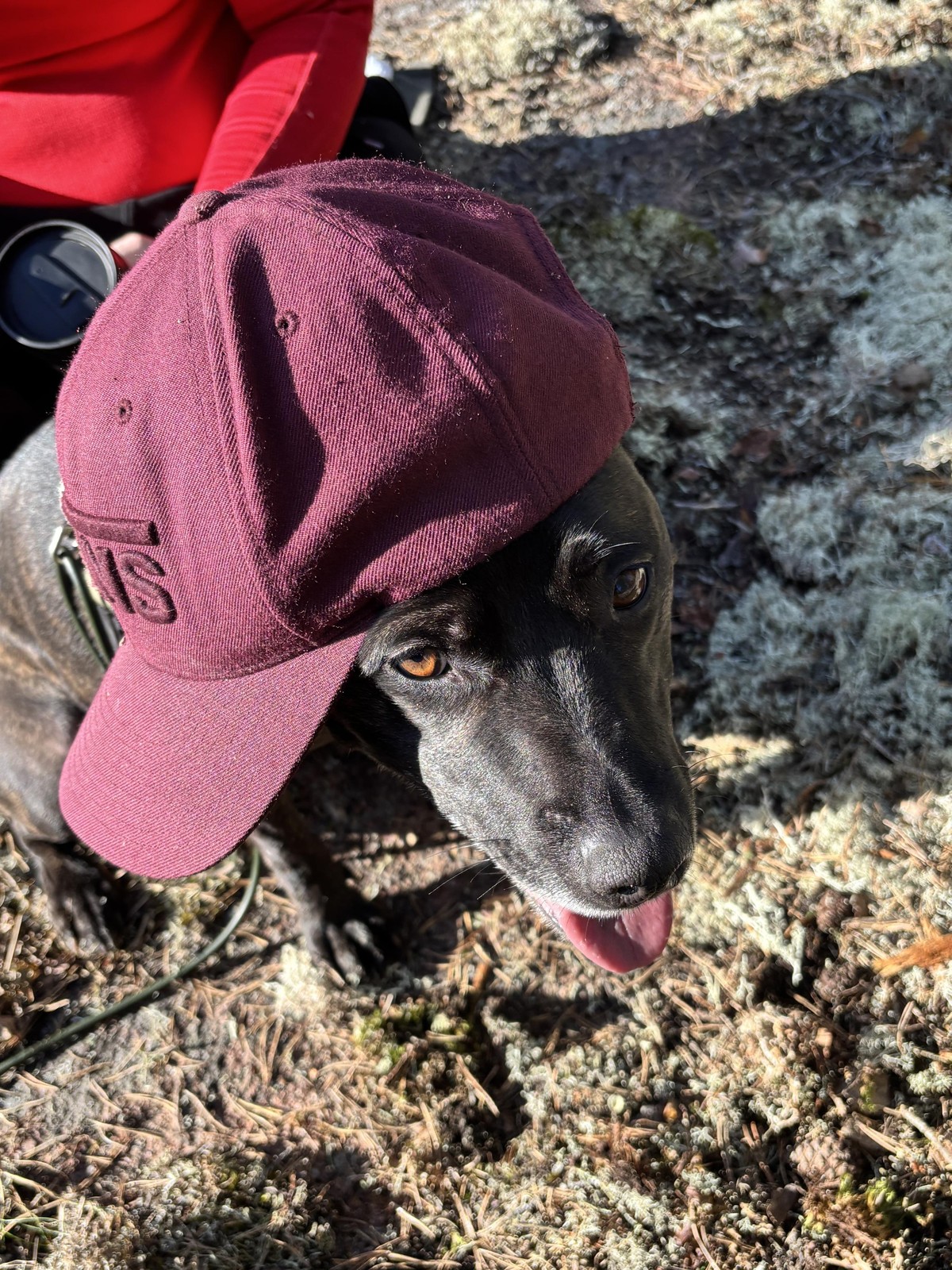 Photo of Zelda the dog wearing a baseball cap and looking 90ies cool.